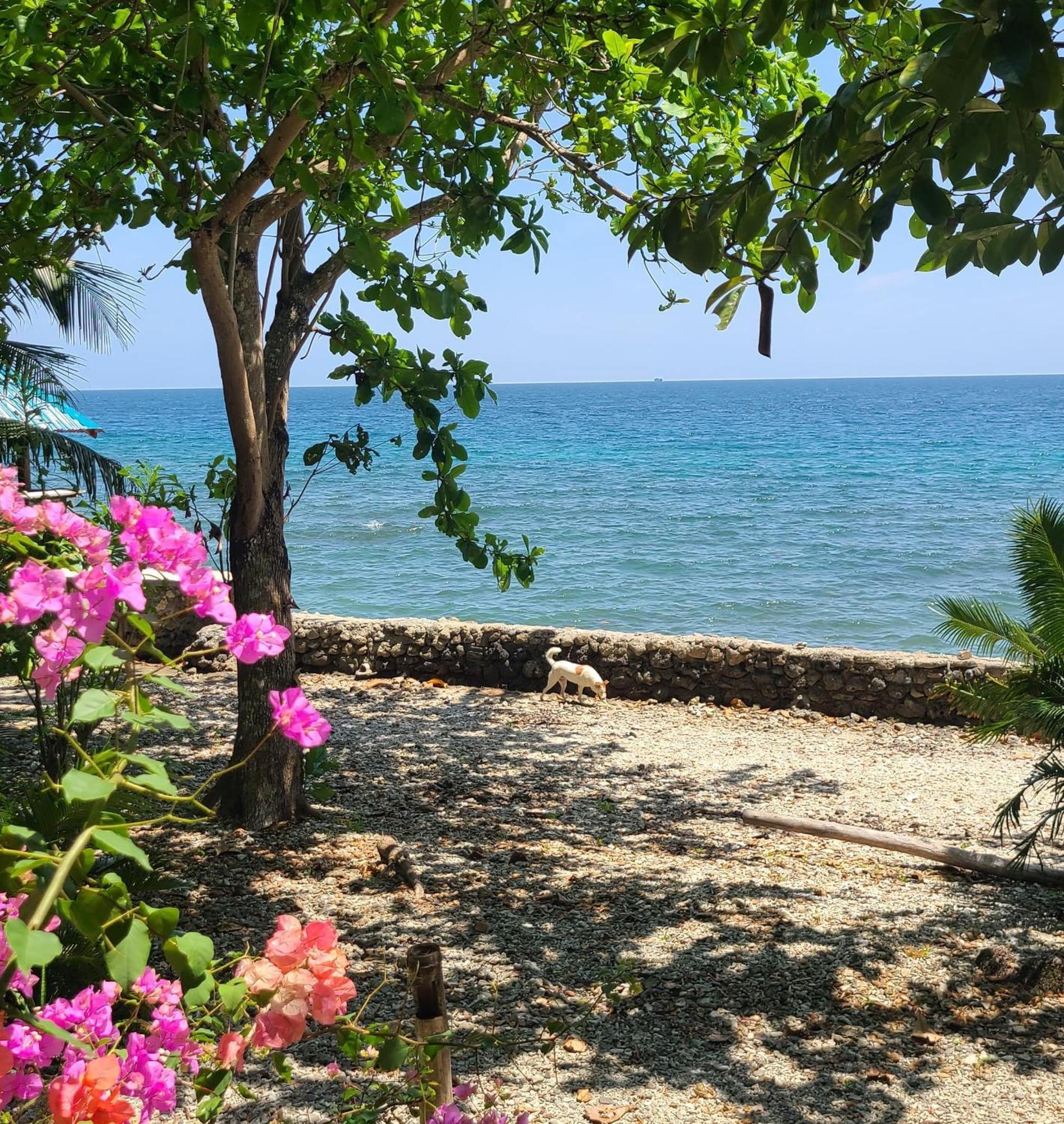 Paseo Del Mar Seaside Inn Jagna Exteriör bild